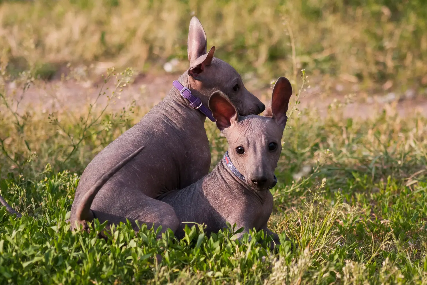 Buying a Xolo puppy means taking responsibility! Buy Xolo puppies.