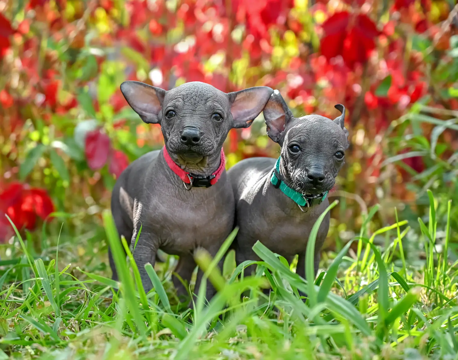 Buying a Xolo puppy means taking responsibility! Buy Xolo puppies.