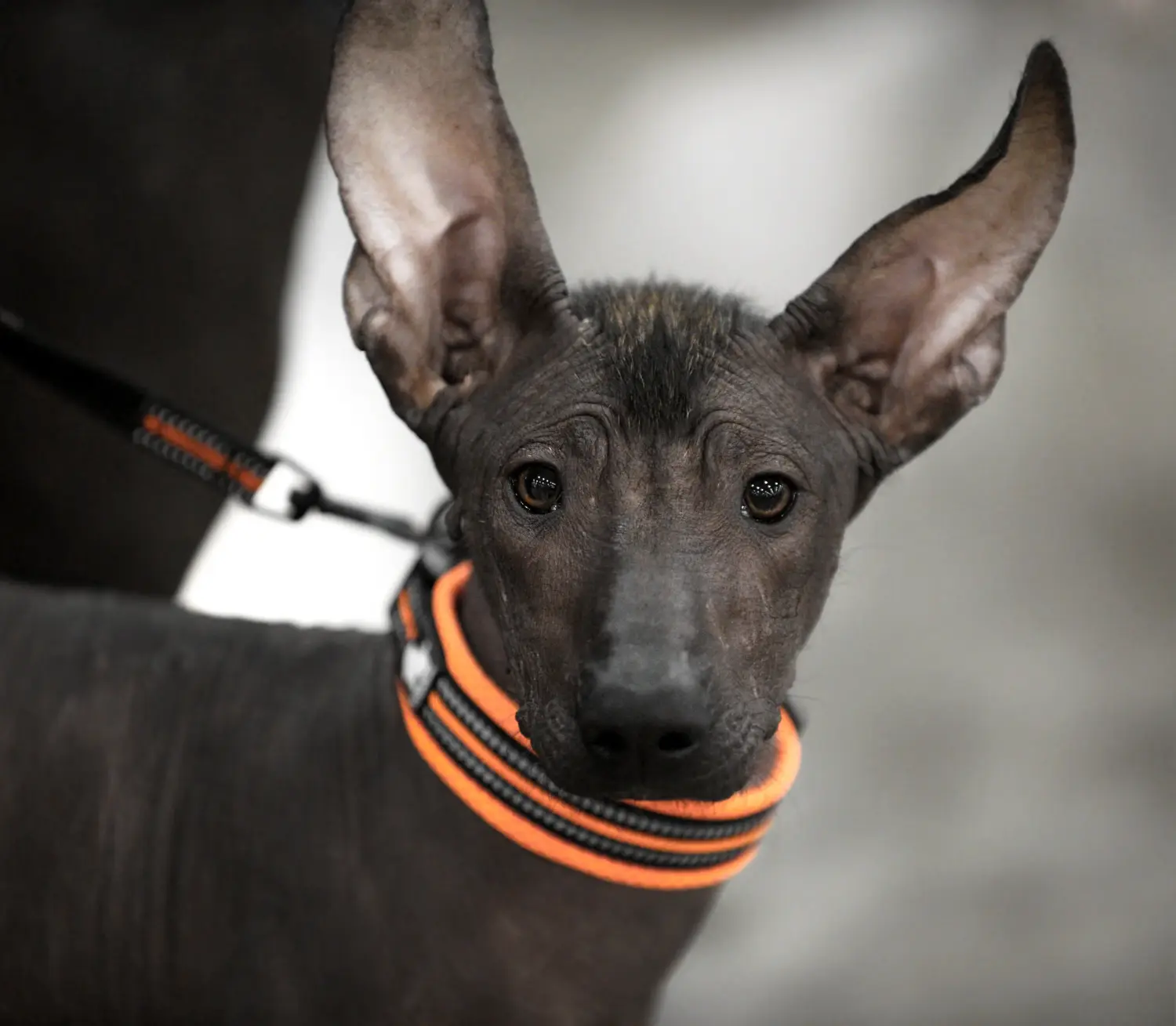 Buying a Xolo puppy means taking responsibility! Buy Xolo puppies.
