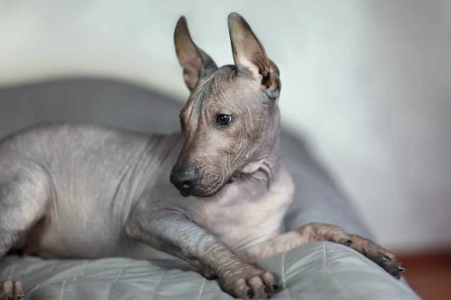 Buying a Xolo puppy means taking responsibility! Buy Xolo puppies.