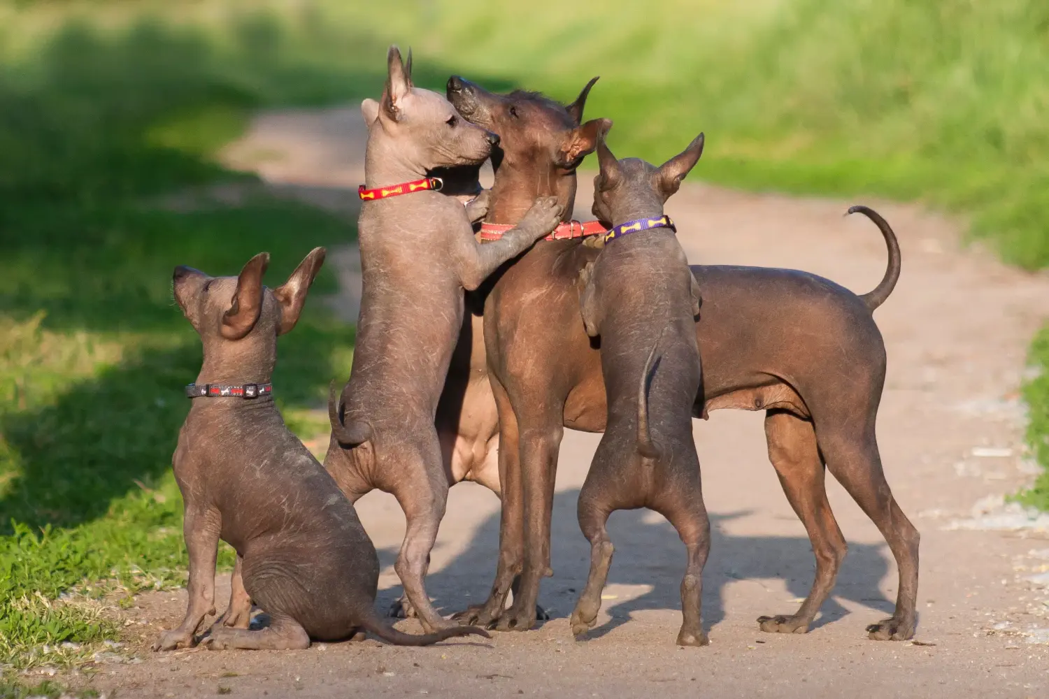 Buying a Xolo puppy means taking responsibility! Buy Xolo puppies.