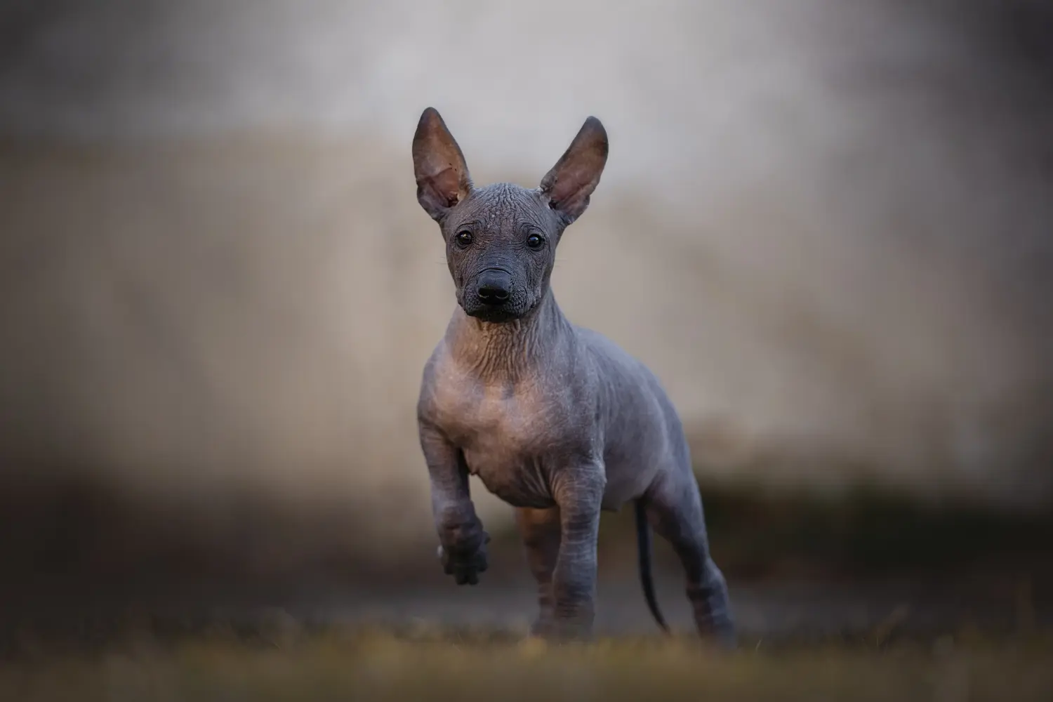 Buying a Xolo puppy means taking responsibility! Buy Xolo puppies.