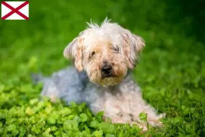 Read more about the article Yorkipoo breeders and puppies in Alabama