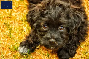 Read more about the article Yorkipoo breeders and puppies in Alaska