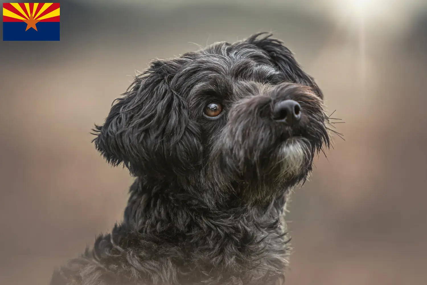 Read more about the article Yorkipoo breeders and puppies in Arizona