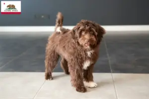 Read more about the article Yorkipoo breeders and puppies in California