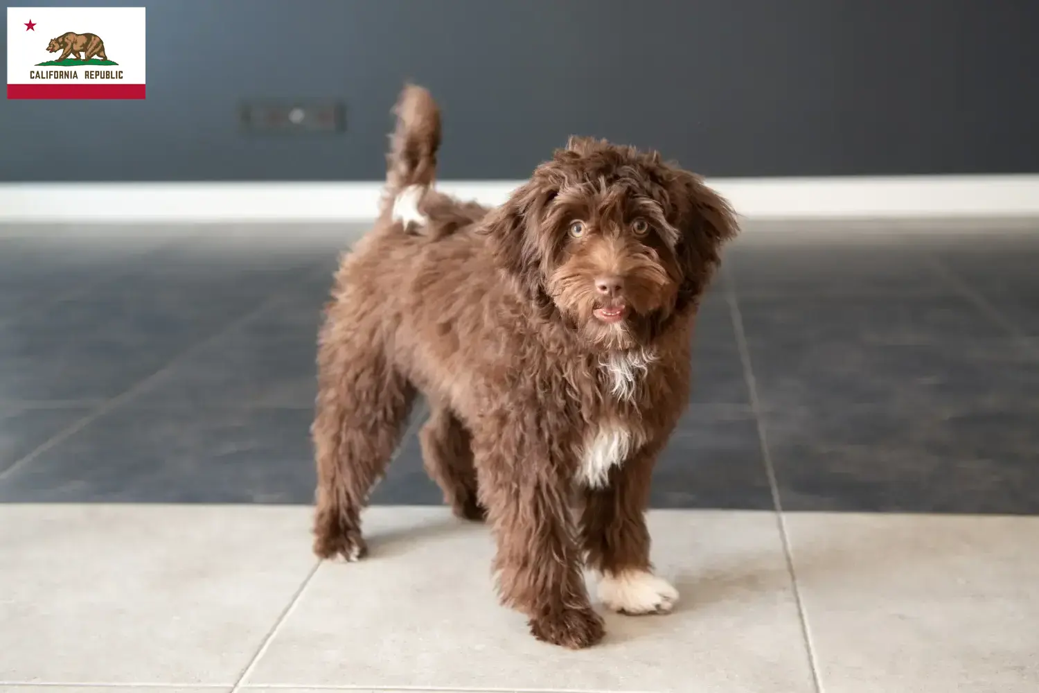 Yorkipoo puppies and breeders California Here you can find Yorkipoos breeders in California.