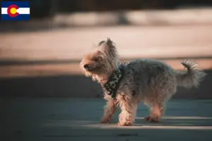 Read more about the article Yorkipoo breeders and puppies in Colorado
