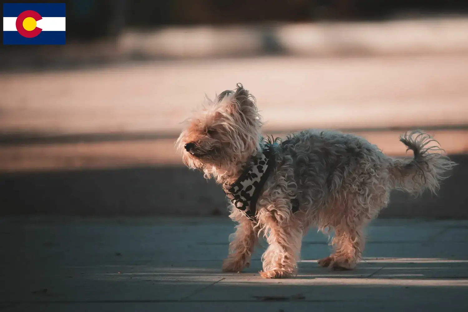 Yorkipoo puppies and breeders Colorado Here you can find Yorkipoos breeders in Colorado.
