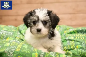 Read more about the article Yorkipoo breeders and puppies in Connecticut