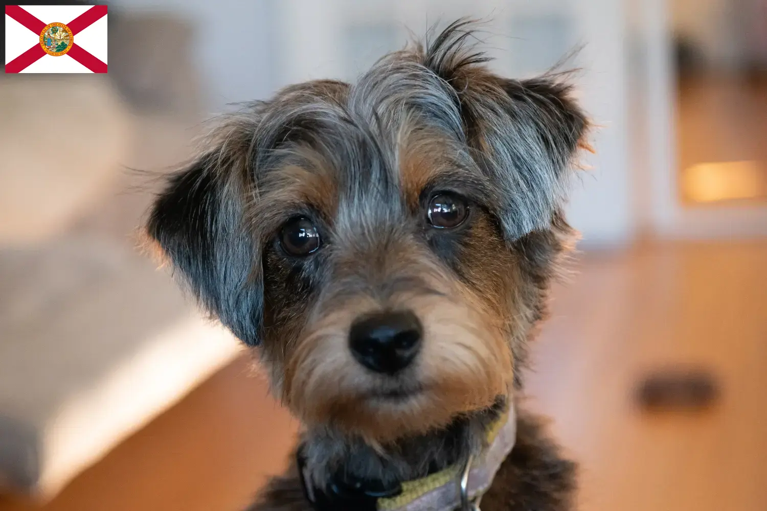Read more about the article Yorkipoo breeders and puppies in Florida
