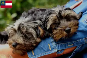 Read more about the article Yorkipoo breeders and puppies in Georgia