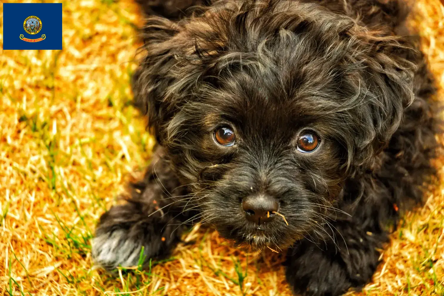 Read more about the article Yorkipoo breeders and puppies in Idaho