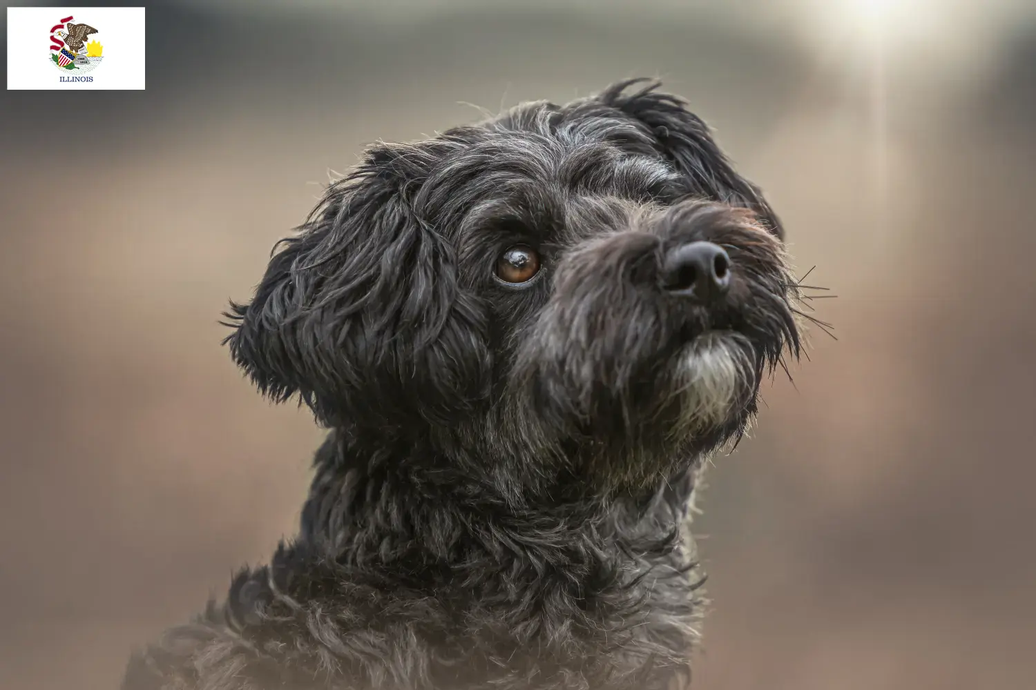 Read more about the article Yorkipoo breeders and puppies in Illinois