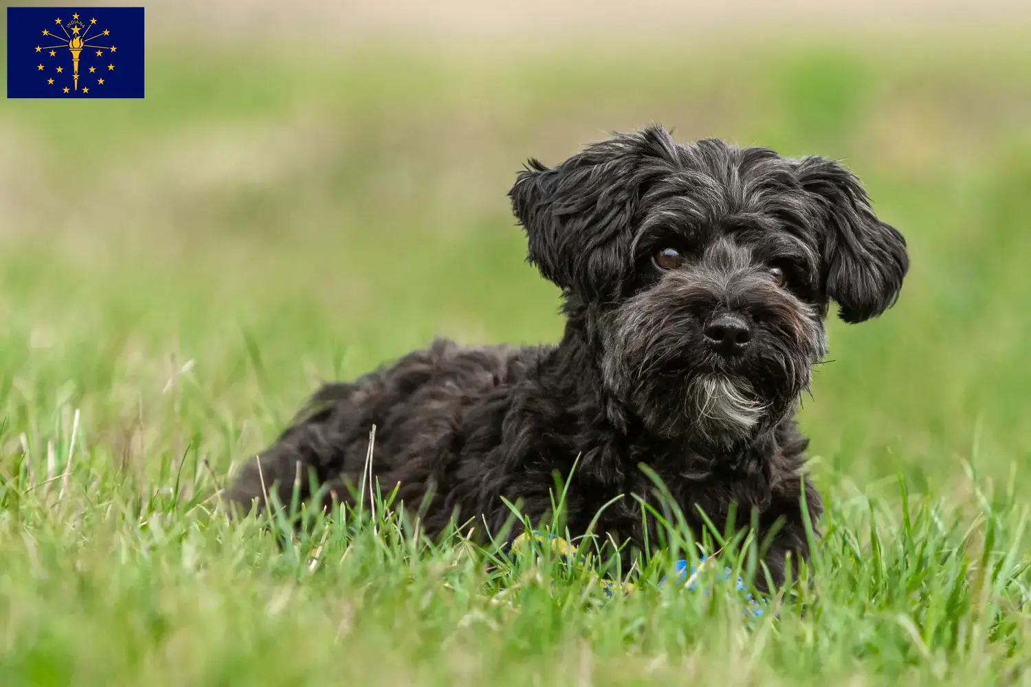 Read more about the article Yorkipoo breeders and puppies in Indiana