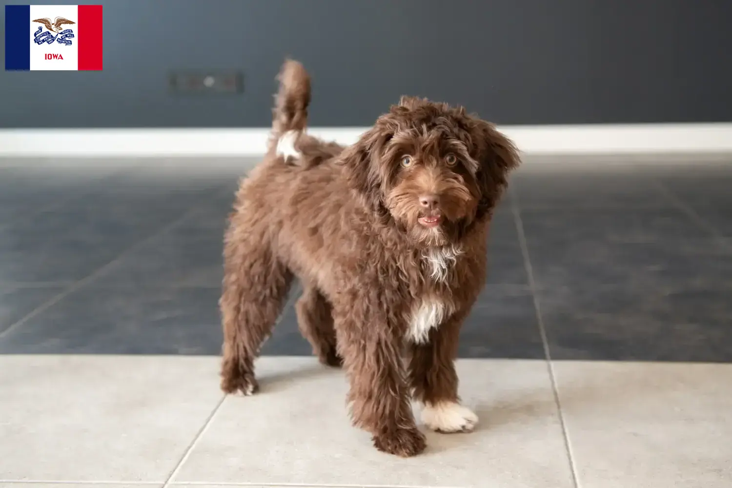 Read more about the article Yorkipoo breeders and puppies in Iowa
