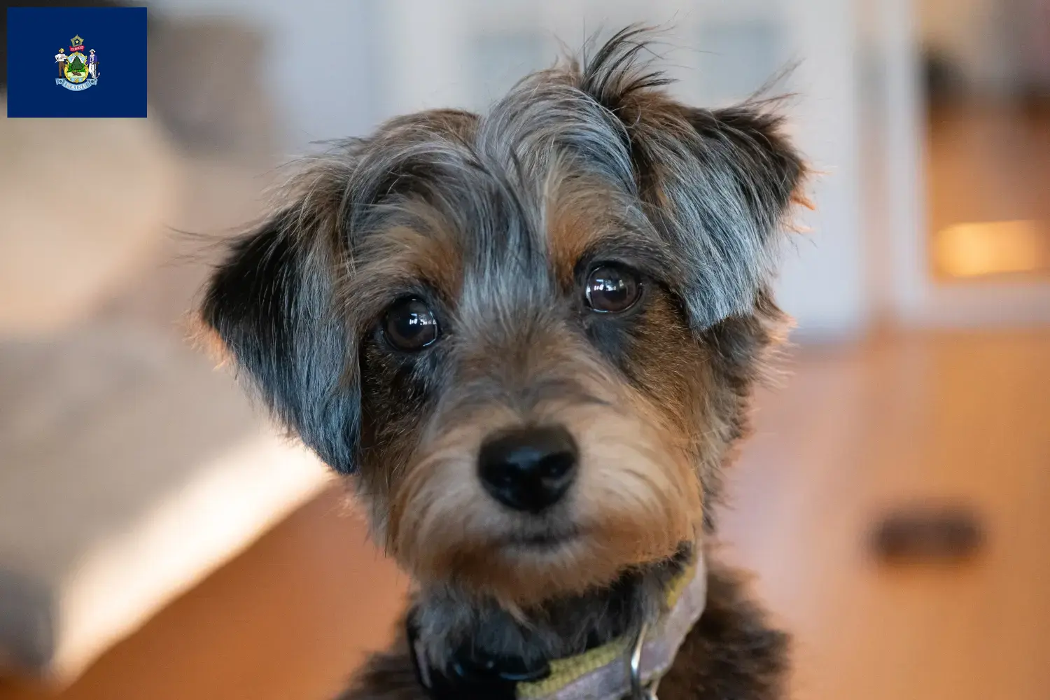 Read more about the article Yorkipoo breeders and puppies in Maine