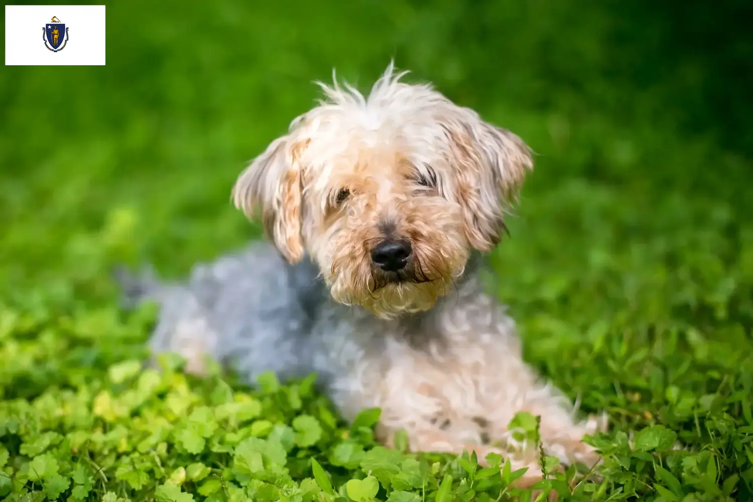 Read more about the article Yorkipoo breeders and puppies in Massachusetts