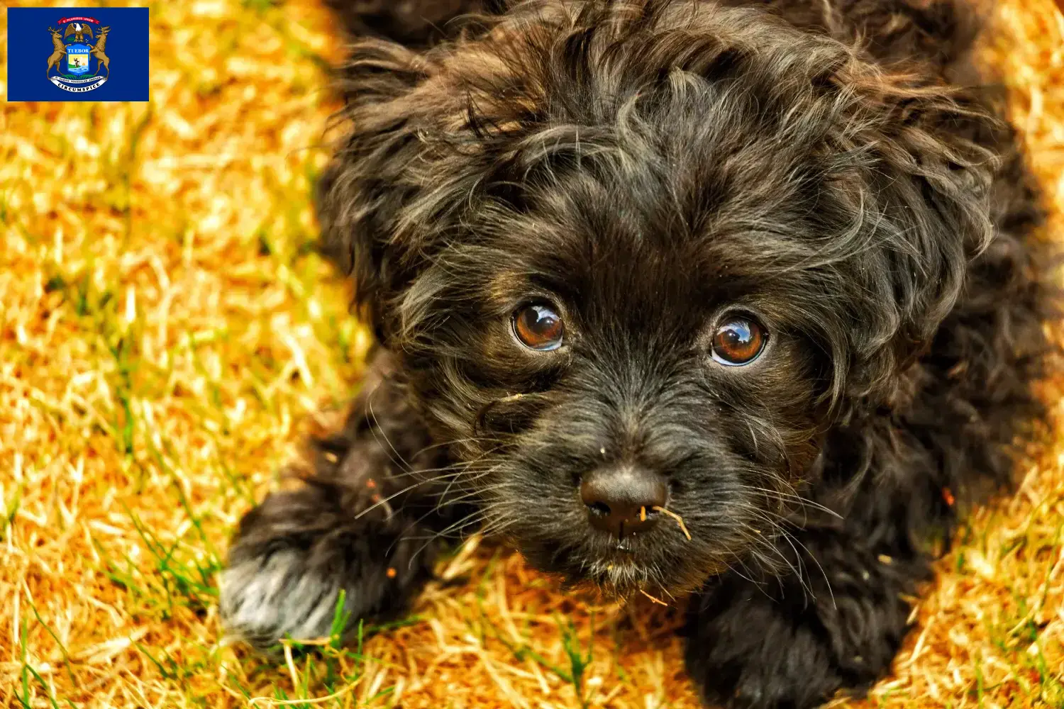 Yorkipoo puppies and breeders Michigan Here you can find Yorkipoos breeders in Michigan.