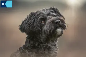 Read more about the article Yorkipoo breeders and puppies in Minnesota