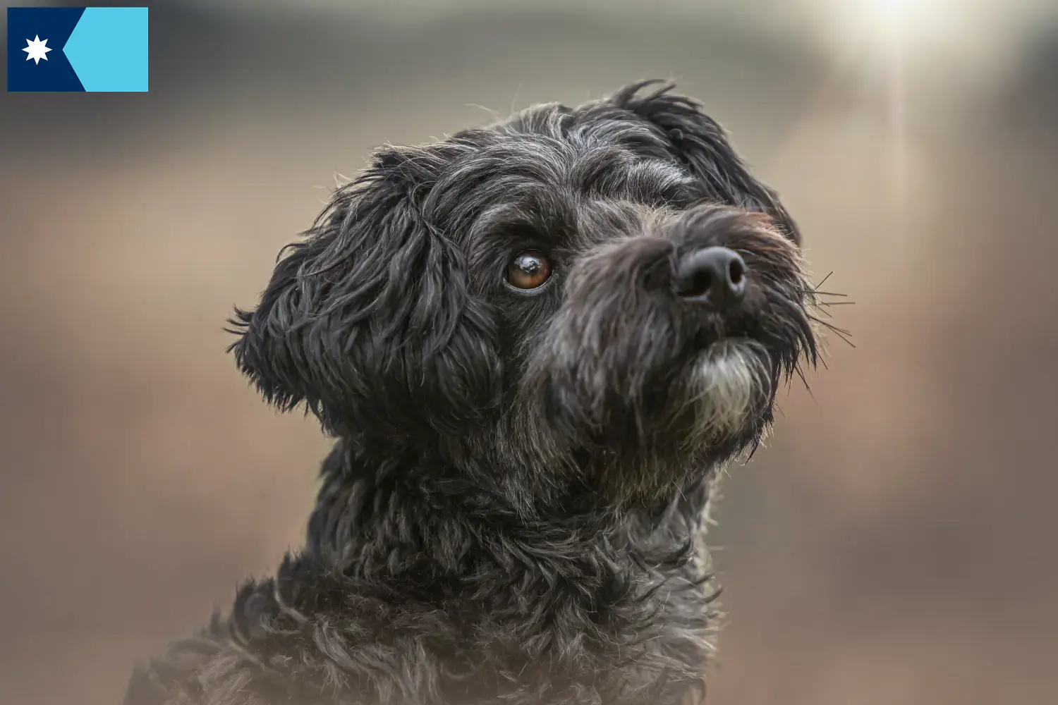 Yorkipoo puppies and breeders Minnesota Here you can find Yorkipoos breeders in Minnesota.