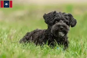 Read more about the article Yorkipoo breeders and puppies in Mississippi