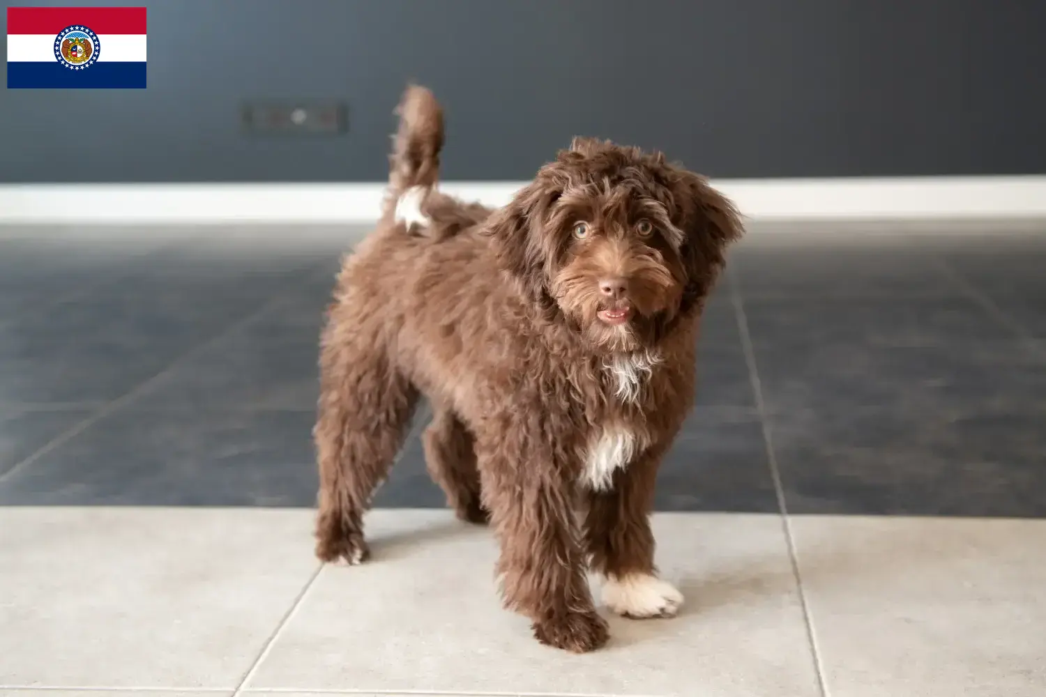 Yorkipoo puppies and breeders Missouri Here you can find Yorkipoos breeders in Missouri.
