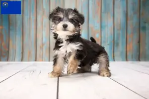 Read more about the article Yorkipoo breeders and puppies in Nevada
