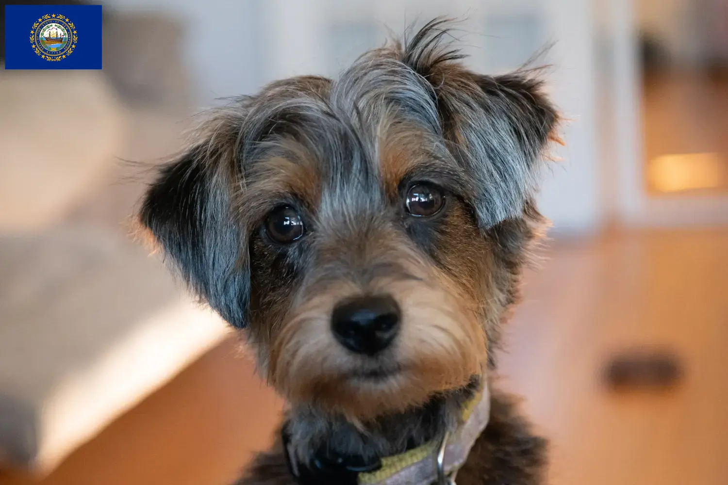 Yorkipoo puppies and breeders New Hampshire Find Yorkipoos breeders in New Hampshire here.