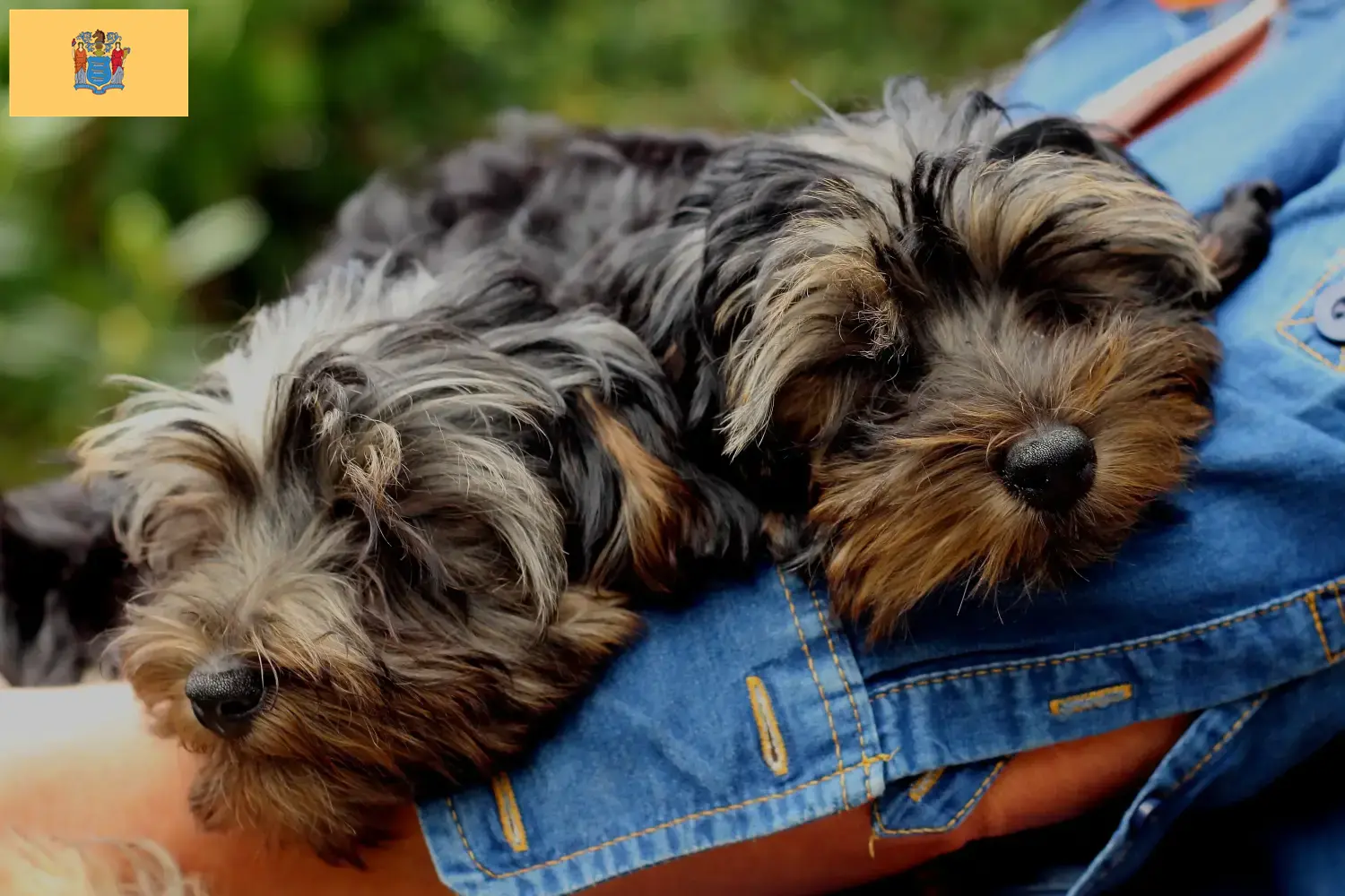 Yorkipoo puppies and breeders New Jersey Here you can find Yorkipoos breeders in New Jersey.