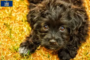 Read more about the article Yorkipoo breeders and puppies in New York