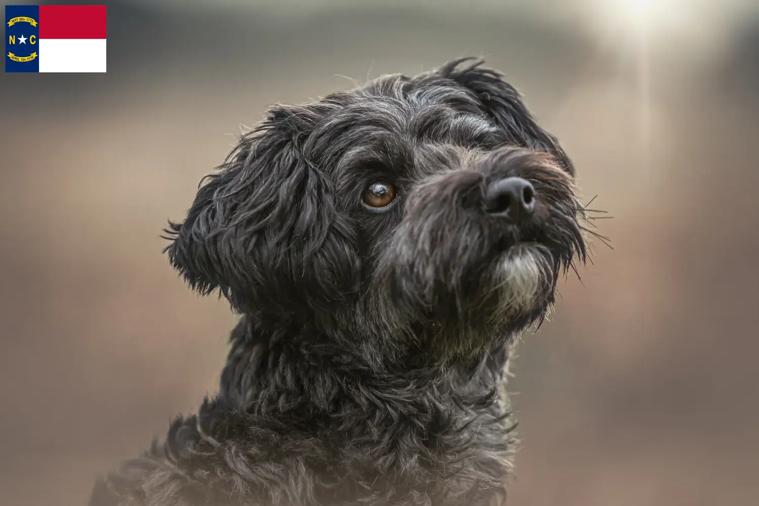 Read more about the article Yorkipoo breeders and puppies in North Carolina
