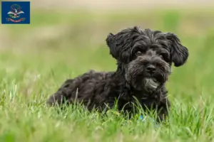 Read more about the article Yorkipoo breeders and puppies in North Dakota