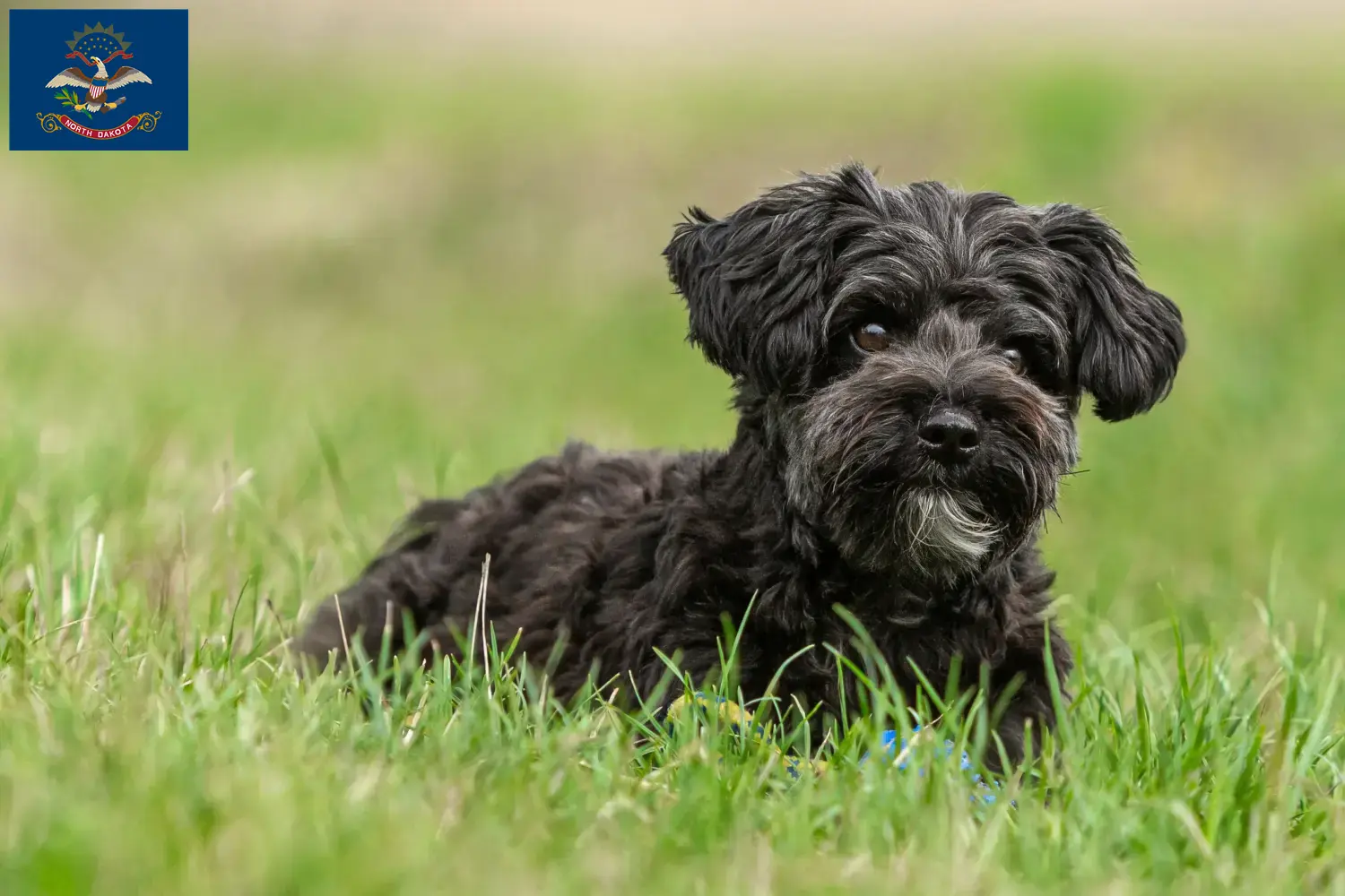 Read more about the article Yorkipoo breeders and puppies in North Dakota