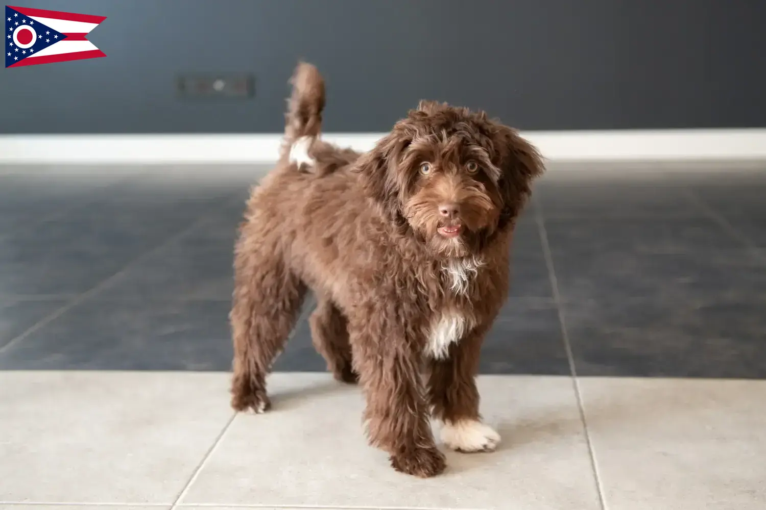 Read more about the article Yorkipoo breeders and puppies in Ohio