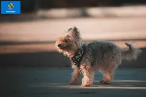 Read more about the article Yorkipoo breeders and puppies in Oklahoma