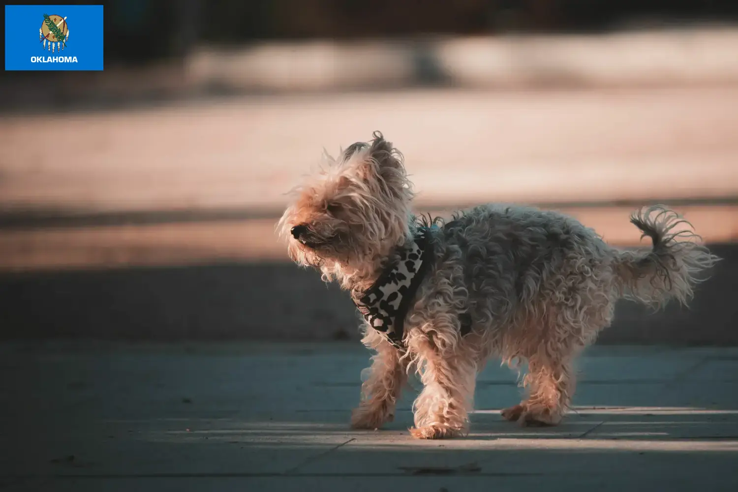 Read more about the article Yorkipoo breeders and puppies in Oklahoma