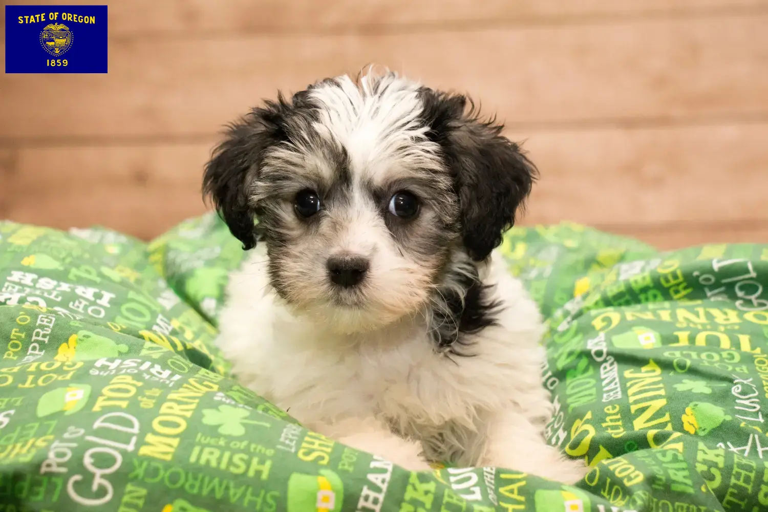 Read more about the article Yorkipoo breeders and puppies in Oregon
