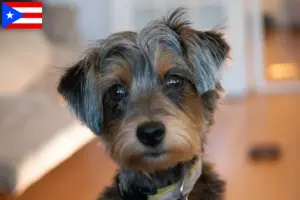 Read more about the article Yorkipoo breeders and puppies in Puerto Rico