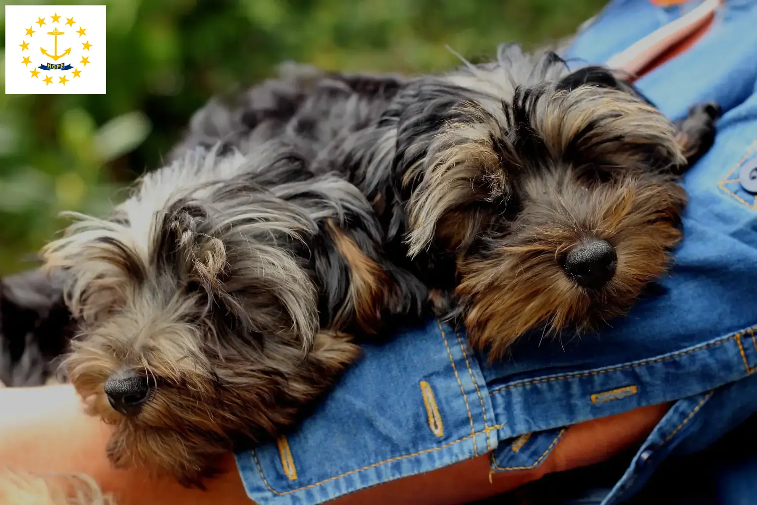 Read more about the article Yorkipoo breeders and puppies in Rhode Island