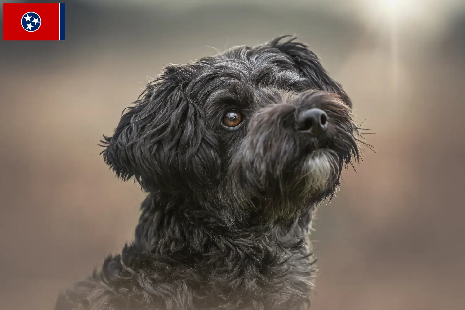 Read more about the article Yorkipoo breeders and puppies in Tennessee