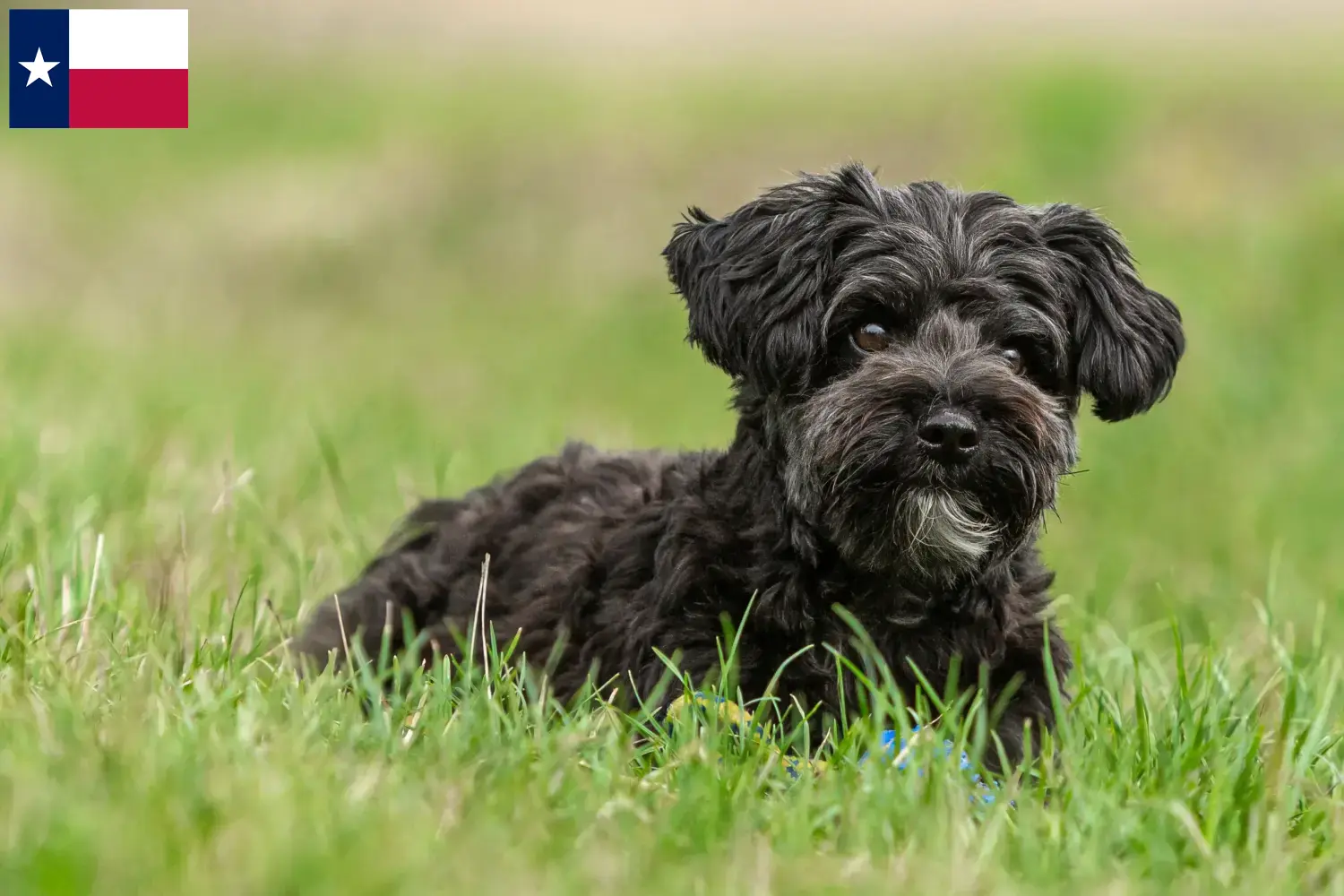 Read more about the article Yorkipoo breeders and puppies in Texas