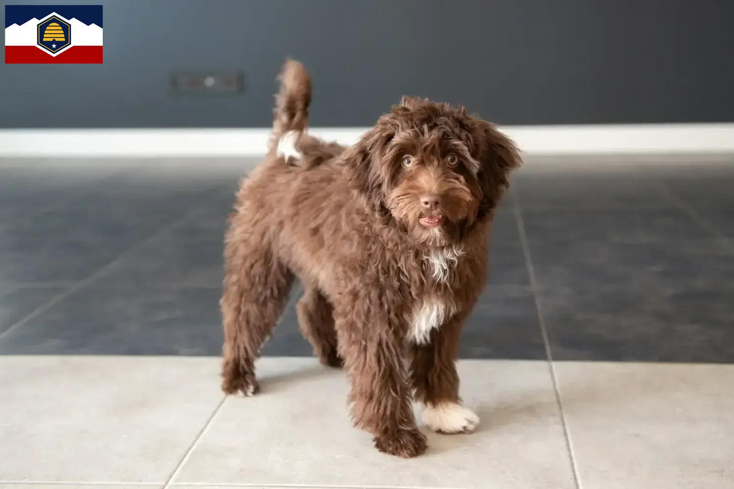 Read more about the article Yorkipoo breeders and puppies in Utah