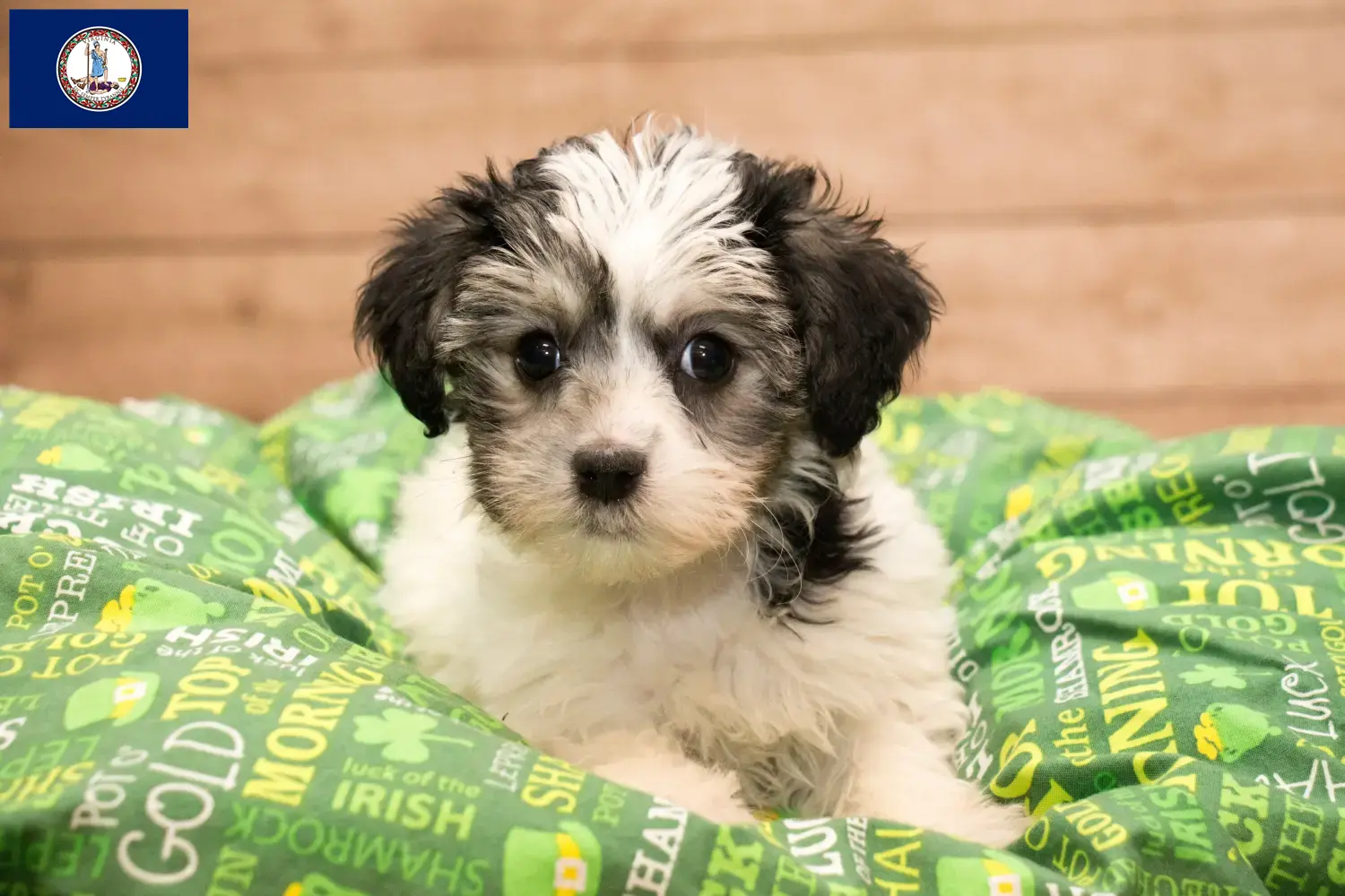 Read more about the article Yorkipoo breeders and puppies in Virginia