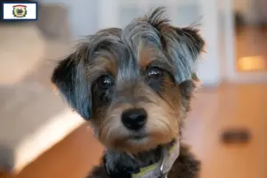 Read more about the article Yorkipoo breeders and puppies in West Virginia