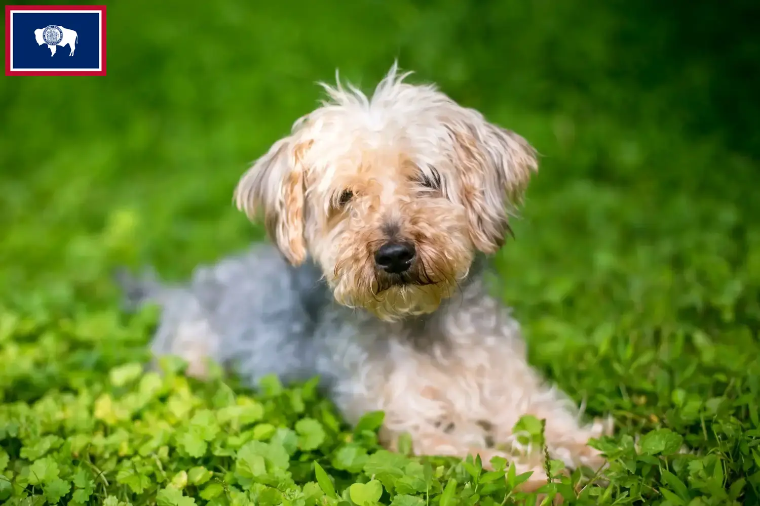 Read more about the article Yorkipoo breeders and puppies in Wyoming