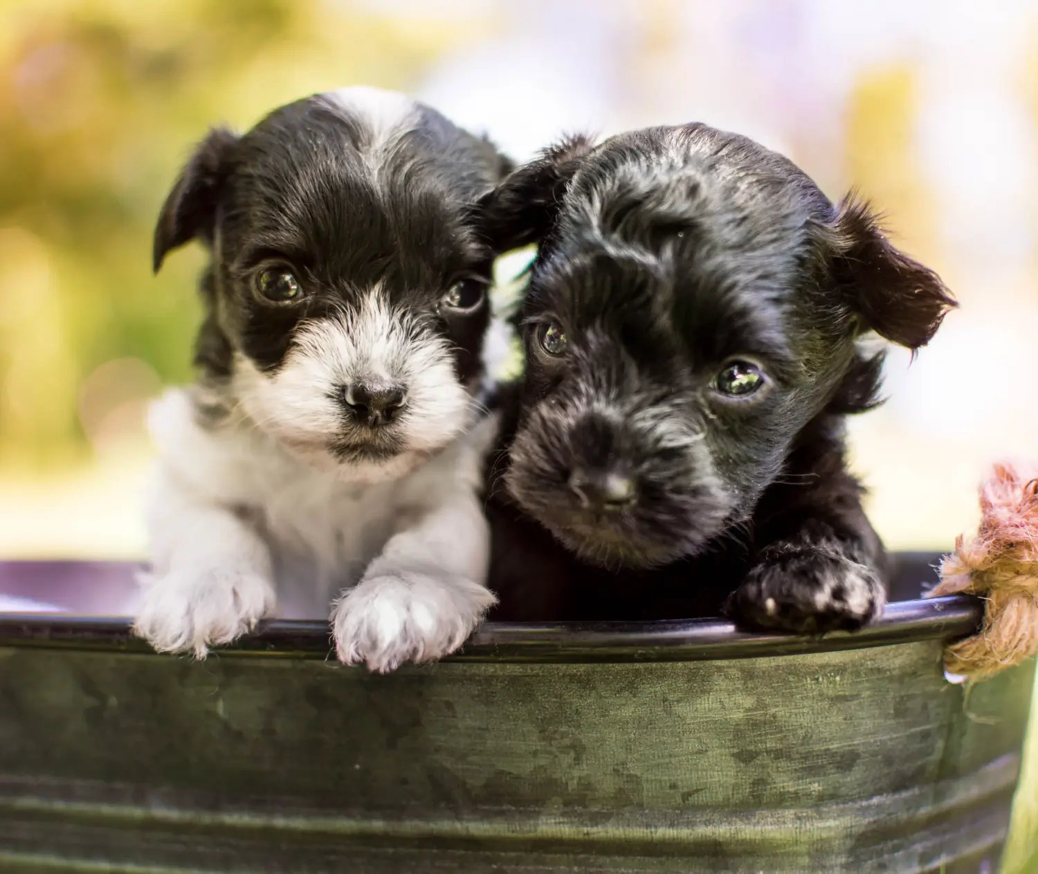 Buying a Yorkipoo puppy means taking responsibility! Buy Yorkipoo puppies.