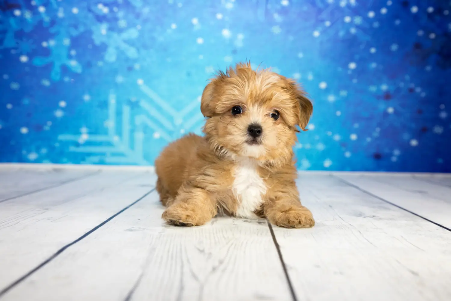Buying a Yorkipoo puppy means taking responsibility! Buy Yorkipoo puppies.