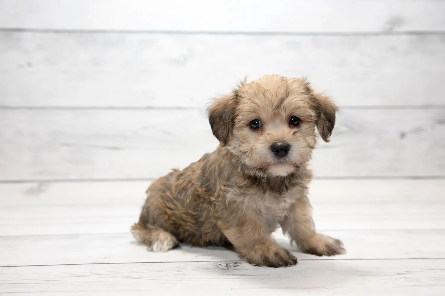 Buying a Yorkipoo puppy means taking responsibility! Buy Yorkipoo puppies.