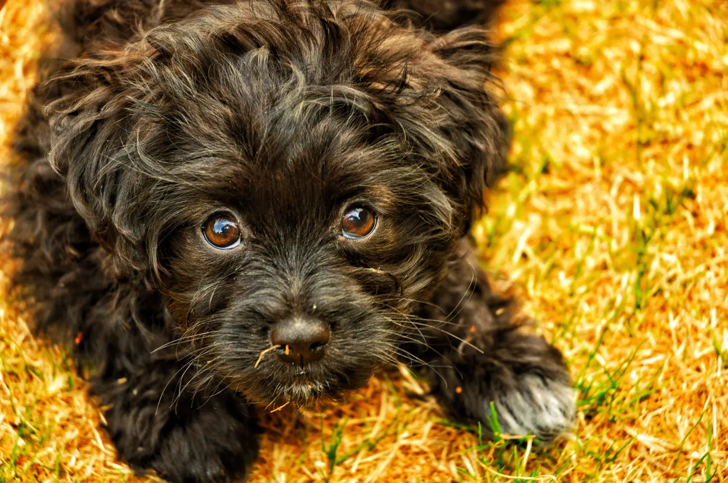 Buying a Yorkipoo puppy means taking responsibility! Buy Yorkipoo puppies.